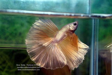 Shipping – Thailand Betta Fish.